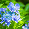 紫陽花