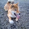 ボールが好きな息子