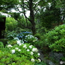 日本庭園2