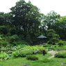 日本庭園17