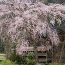 加茂市　しだれ桜