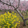 加治川桜公園　桃の花