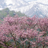 長野県栄村 残雪と山桜