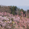 福島市花見山