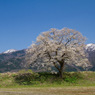 五泉市早手川の一本桜