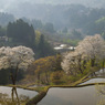 十日町市儀明の桜