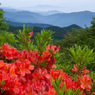 長野県五味池破風高原自然園
