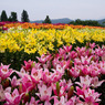 堀之内月岡公園