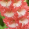 雨の日の花 1