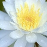 雨の白