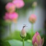赤い蜻蛉のいる風景