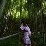 竹林 (2)