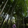竹林 (3)