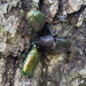 ノコギリクワガタ♀