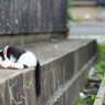梅雨お見舞い申し上げます