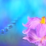 Eggplant flower