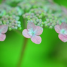 神戸市立森林植物園