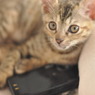子猫と携帯電話