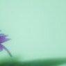 水中花・・^^;