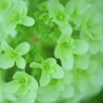 神戸市立森林植物園