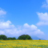 遠い夏