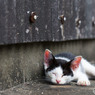 すぴ～(-_-)゜zzz…