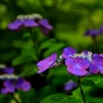 額紫陽花