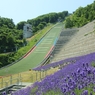ラベンダーとジャンプ台