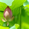 佛花の夏。。