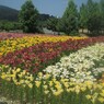盛夏の百合園