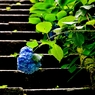 梅雨紫陽花