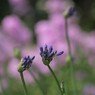 ゆり園の花たち‐アガパンサス