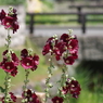 ゆり園の花たち‐立葵