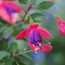 ゆり園の花たち‐フクシア