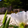 夏の花見客