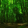 男池周辺散策