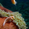 2010年夏 沖縄・渡嘉敷島