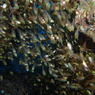 2010年夏 沖縄・渡嘉敷島