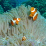 2010年夏 沖縄・渡嘉敷島