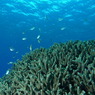 2010年夏 沖縄・渡嘉敷島
