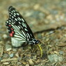 花と虫達　マダラチョウ？