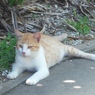 猫成分補充しました