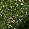 牛渡川の梅花藻2