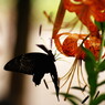 花と虫達　クロアゲハ