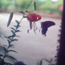 花と虫達　クロアゲハ　Ⅱ