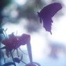 花と虫達　クロアゲハ　Ⅲ