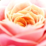 Rose Like...