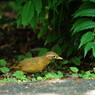 野鳥を探して　ガビチョウ