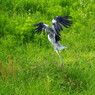 野鳥を探して　アオサギ