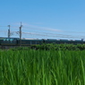 夏の田圃を行く瑞風（みずかぜ）